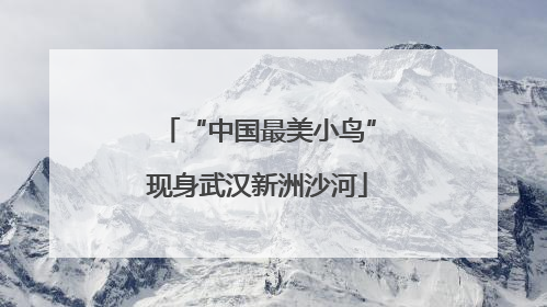 “中国最美小鸟”现身武汉新洲沙河