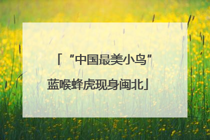 “中国最美小鸟”蓝喉蜂虎现身闽北