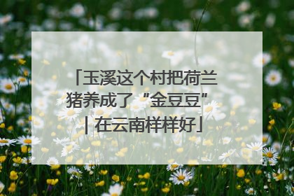 玉溪这个村把荷兰猪养成了“金豆豆”｜在云南样样好