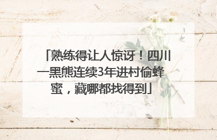 熟练得让人惊讶！四川一黑熊连续3年进村偷蜂蜜，藏哪都找得到