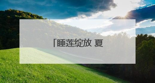 睡莲绽放 夏日限定的诗意