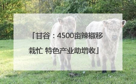 甘谷：4500亩辣椒移栽忙 特色产业助增收