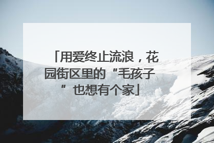 用爱终止流浪，花园街区里的“毛孩子”也想有个家