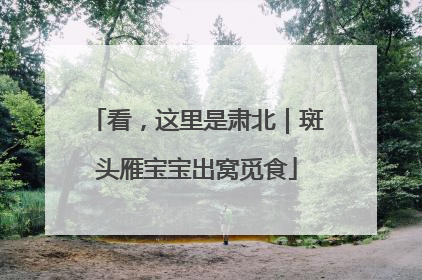 看，这里是肃北｜斑头雁宝宝出窝觅食