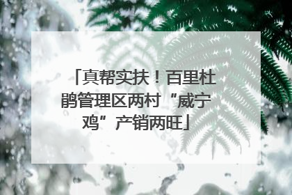 真帮实扶！百里杜鹃管理区两村“威宁鸡”产销两旺