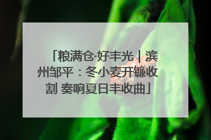 粮满仓·好丰光｜滨州邹平：冬小麦开镰收割 奏响夏日丰收曲