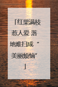 红果满枝惹人爱 落地难扫成“美丽烦恼”