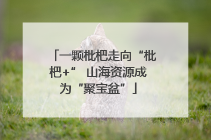 一颗枇杷走向“枇杷+” 山海资源成为“聚宝盆”