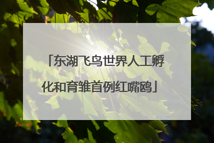 东湖飞鸟世界人工孵化和育雏首例红嘴鸥