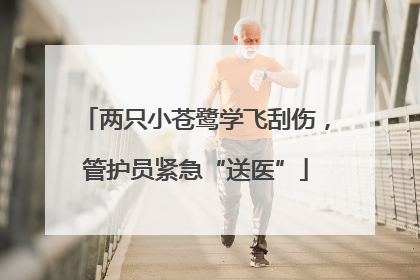 两只小苍鹭学飞刮伤，管护员紧急“送医”