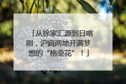 从徐家汇源到日喀则，沪藏两地开满梦想的“格桑花”！