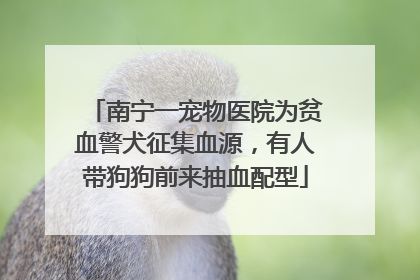 南宁一宠物医院为贫血警犬征集血源，有人带狗狗前来抽血配型