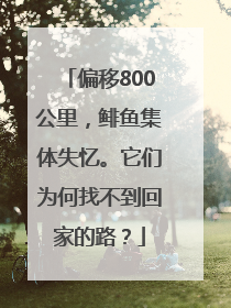 偏移800公里，鲱鱼集体失忆。它们为何找不到回家的路？