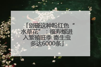 别碰这种粉红色“水草花”：福寿螺进入繁殖旺季 寄生虫多达6000条