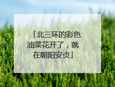 北三环的彩色油菜花开了，就在朝阳安贞