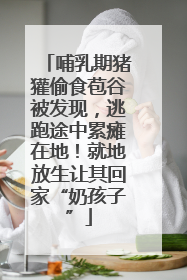 哺乳期猪獾偷食苞谷被发现，逃跑途中累瘫在地！就地放生让其回家“奶孩子”