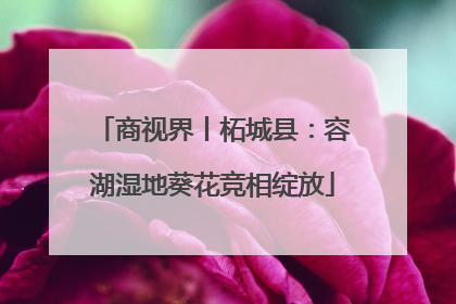 商视界丨柘城县：容湖湿地葵花竞相绽放