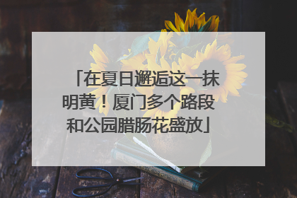 在夏日邂逅这一抹明黄！厦门多个路段和公园腊肠花盛放