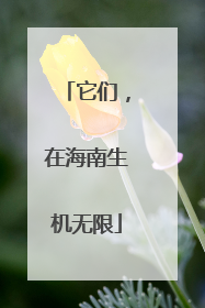 它们，在海南生机无限