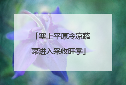 塞上平原冷凉蔬菜进入采收旺季