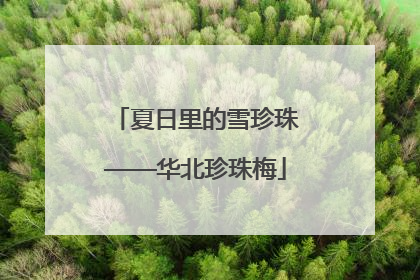 夏日里的雪珍珠——华北珍珠梅