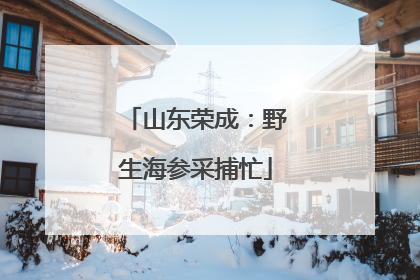 山东荣成：野生海参采捕忙