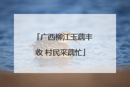 广西柳江玉藕丰收 村民采藕忙