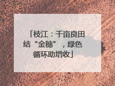 枝江：千亩良田结“金穗”，绿色循环助增收