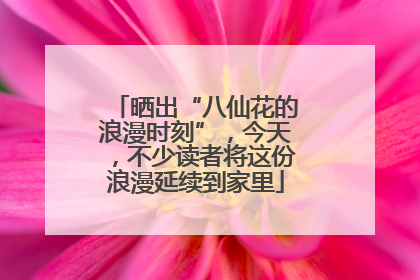晒出“八仙花的浪漫时刻”，今天，不少读者将这份浪漫延续到家里