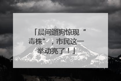 晨间遛狗惊现“毒株”，市民这一举动亮了！