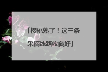 樱桃熟了！这三条采摘线路收藏好