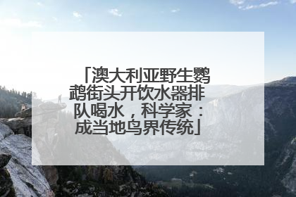 澳大利亚野生鹦鹉街头开饮水器排队喝水，科学家：成当地鸟界传统