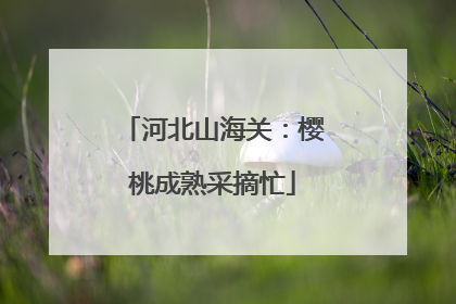 河北山海关：樱桃成熟采摘忙