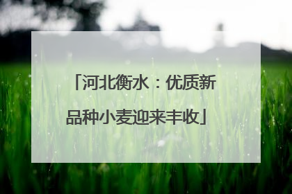 河北衡水：优质新品种小麦迎来丰收