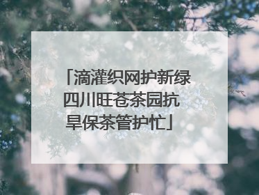 滴灌织网护新绿 四川旺苍茶园抗旱保茶管护忙