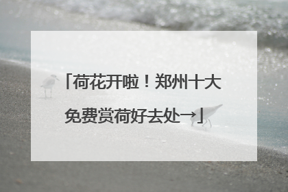 荷花开啦！郑州十大免费赏荷好去处→