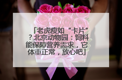 老虎瘦如“卡片”？北京动物园：饲料能保障营养需求，它体重正常，放心吧