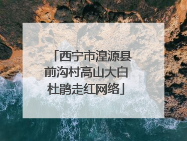 西宁市湟源县前沟村高山大白杜鹃走红网络
