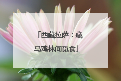 西藏拉萨：藏马鸡林间觅食