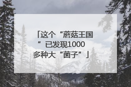 这个“蘑菇王国”已发现1000多种大“菌子”