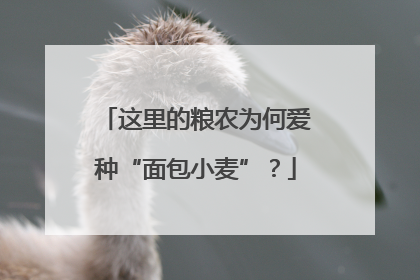 这里的粮农为何爱种“面包小麦”？