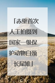 赤壁首次人工拍摄到国家一级保护动物白颈长尾雉