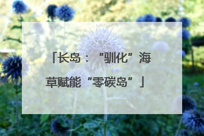 长岛：“驯化”海草赋能“零碳岛”