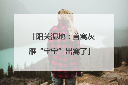 阳关湿地：首窝灰雁“宝宝”出窝了