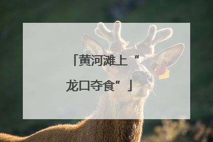 黄河滩上“龙口夺食”